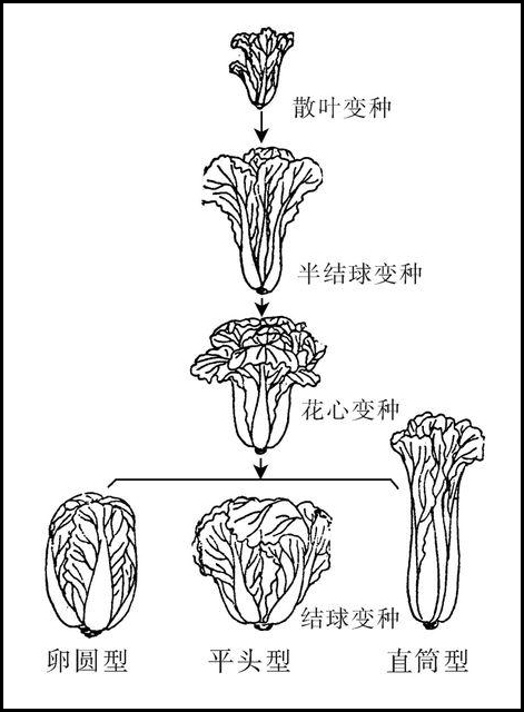 大白菜根系结构图图片