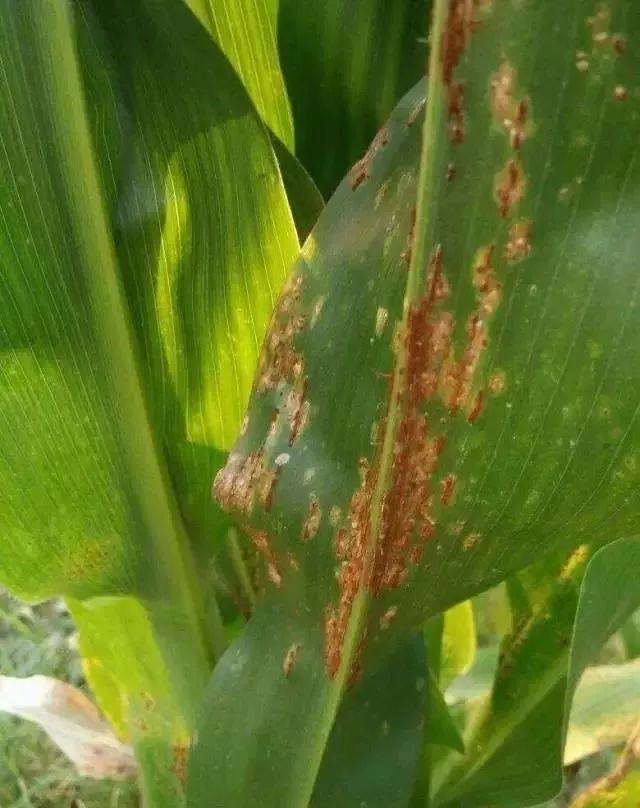 新闻快讯玉米锈病主要为害玉米的叶片和叶鞘,严重的时候也会侵染茎干
