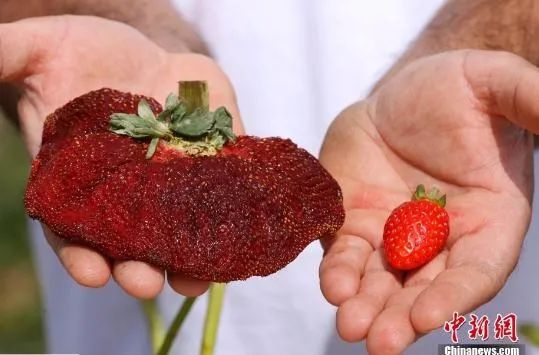 一颗289克世界最重这些不正常的草莓是变异打激素了吗真相来了